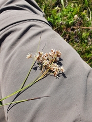 Luzula luzuloides rubella