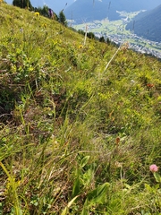 Luzula luzuloides rubella