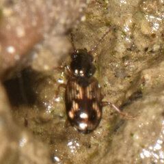 Bembidion versicolor