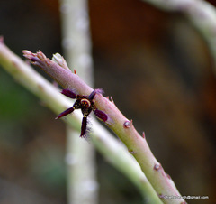 Caralluma adscendens