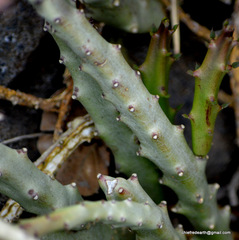 Caralluma adscendens