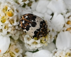 Anthrenus isabellinus