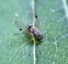 Chrysopilus modestus
