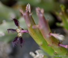 Caralluma adscendens