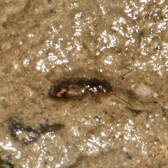 Bembidion versicolor