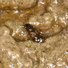 Bembidion versicolor