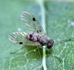 Chrysopilus modestus