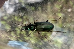 Agonum marginatum