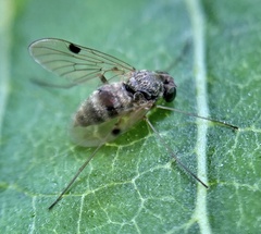 Chrysopilus modestus