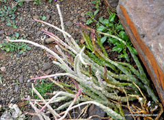 Caralluma adscendens