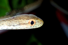 Thamnodynastes pallidus