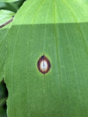 Phyllosticta cruenta