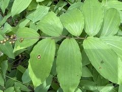 Phyllosticta cruenta