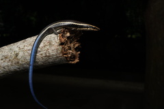 Rio Magdalena Tegu photo 1
