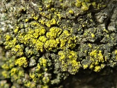 Candelariella xanthostigmoides