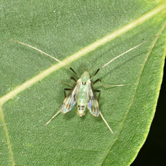 Stenochironomus hilaris