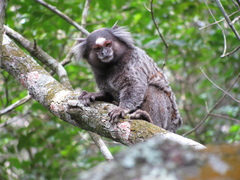 Callithrix jacchus × penicillata