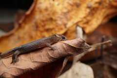 Lepidoblepharis