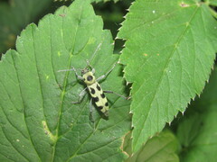 Chlorophorus herbstii