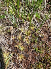 Pinguicula alpina