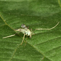 Stenochironomus hilaris