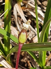 Pinguicula alpina