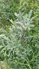 Salix lapponum