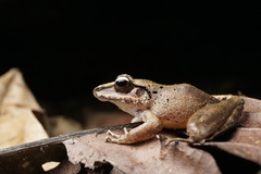 Craugastor raniformis
