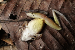 Craugastor raniformis