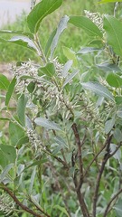 Salix lapponum