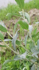 Salix lapponum
