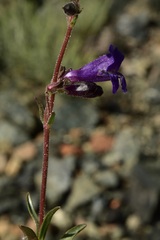 Penstemon parvulus