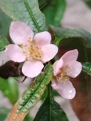 Prunus persica