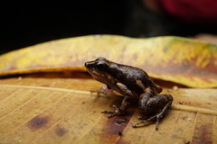 Colostethus inguinalis