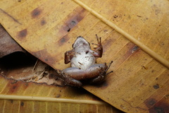 Colostethus inguinalis