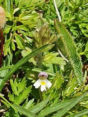 Euphrasia minima