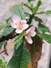 Prunus persica