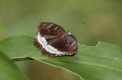 Tanaecia whiteheadi