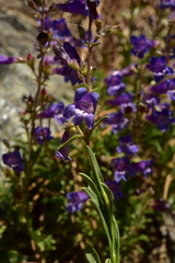 Penstemon parvulus