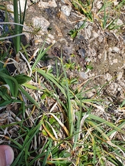 Carex parviflora