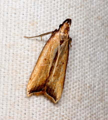 Dichomeris heriguronis