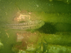 Gobius ophiocephalus