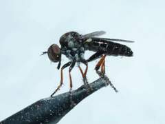 Hadrokolos texanus