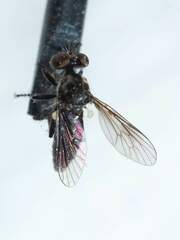 Hadrokolos texanus