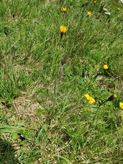 Phleum alpinum alpinum