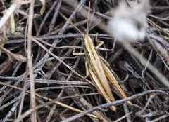 Euchorthippus pulvinatus