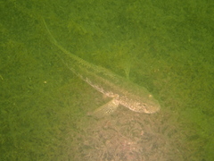 Gobius ophiocephalus