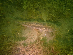 Gobius ophiocephalus