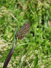 Phleum alpinum alpinum