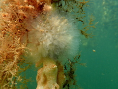 Clavelina oblonga